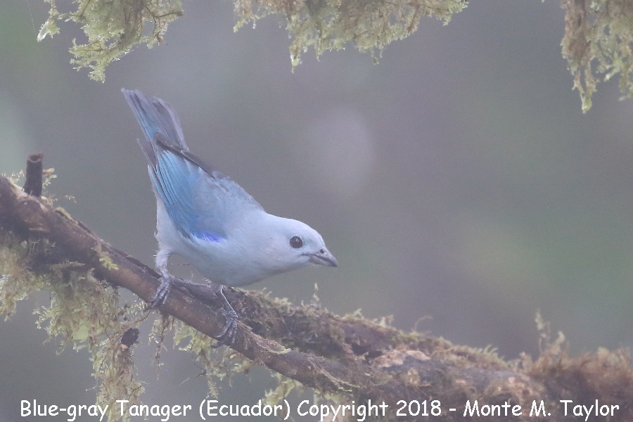Blue-gray Tanager -November- (Mashpi, Ecuador)