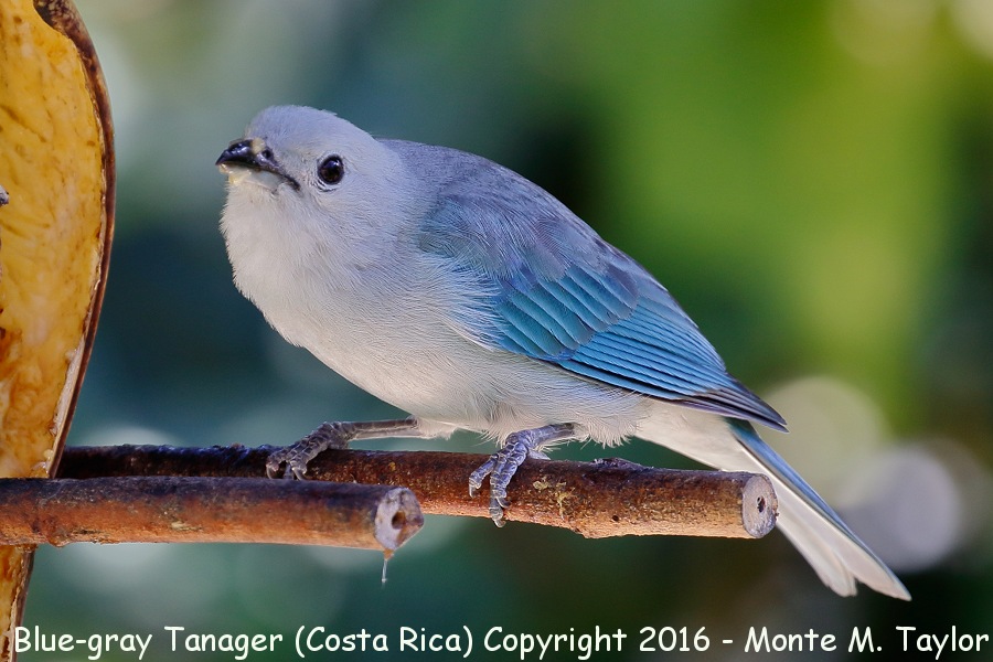 Blue-gray Tanager -winter- (Savegre, Costa Rica)