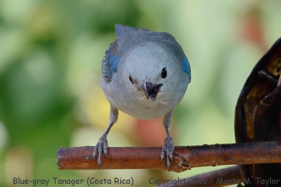 Blue-gray Tanager -winter- (Savegre, Costa Rica)