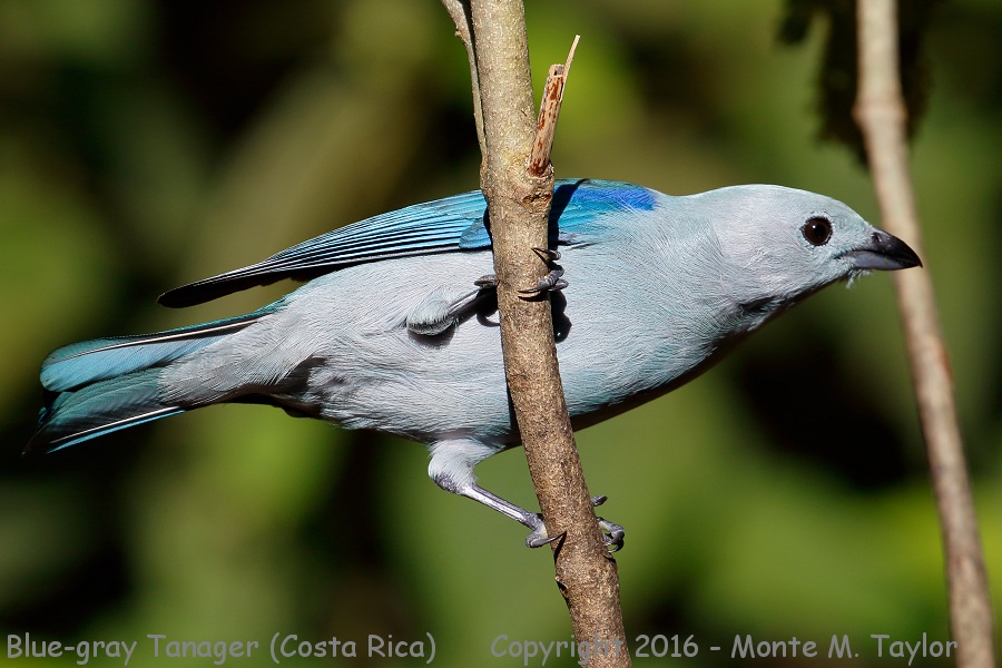 Blue-gray Tanager -winter- (Selva Verde, Costa Rica)