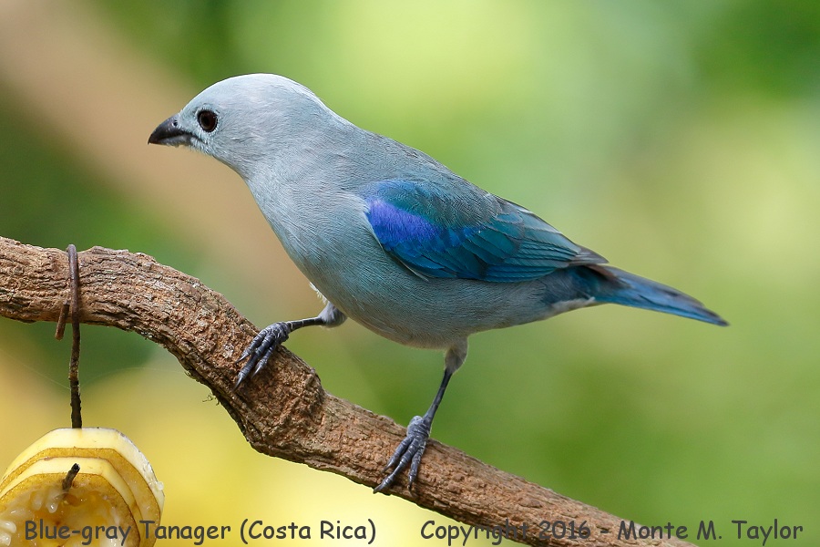 Blue-gray Tanager -winter- (Selva Verde, Costa Rica)