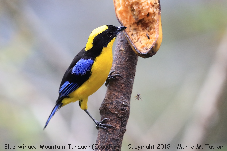 Blue-winged Mountain-Tanager -November- (Paz Reserve, Ecuador)