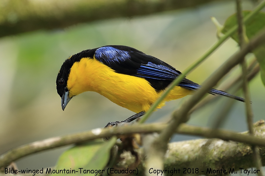 Blue-winged Mountain-Tanager -November- (Paz Reserve, Ecuador)