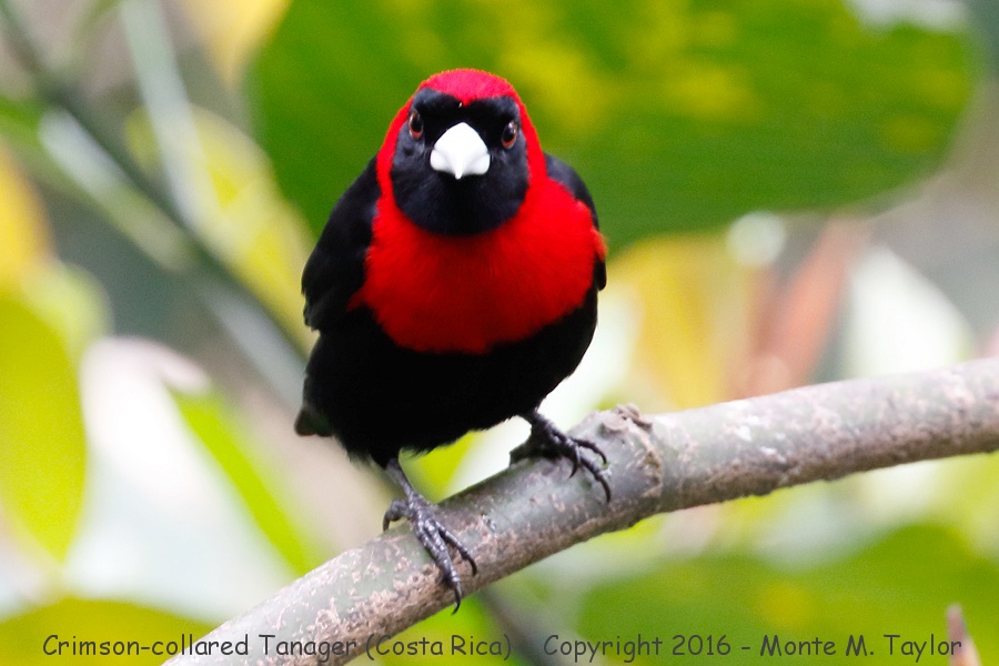 Crimson-collared Tanager -winter- (Selva Verde, Costa Rica)