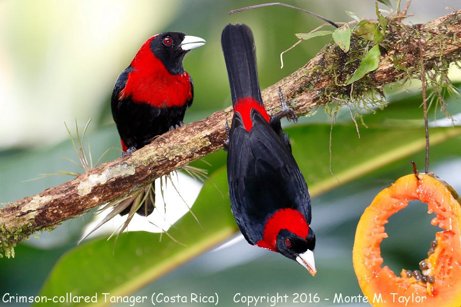 Crimson-collared Tanager -winter- (Selva Verde, Costa Rica)