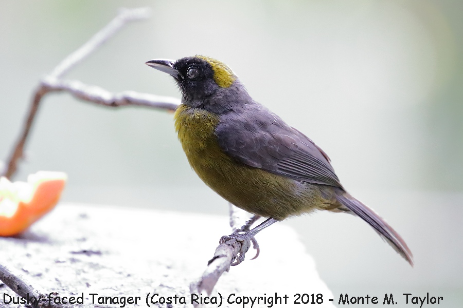 Dusky-faced Tanager -winter- (Costa Rica)