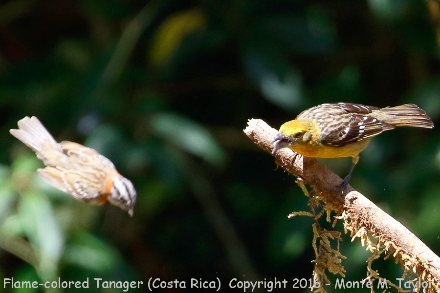 Flame-colored Tanager -winter female- (Savegre, Costa Rica)