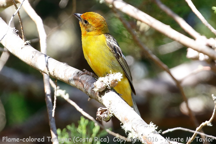 Flame-colored Tanager -winter male- (Savegre, Costa Rica)