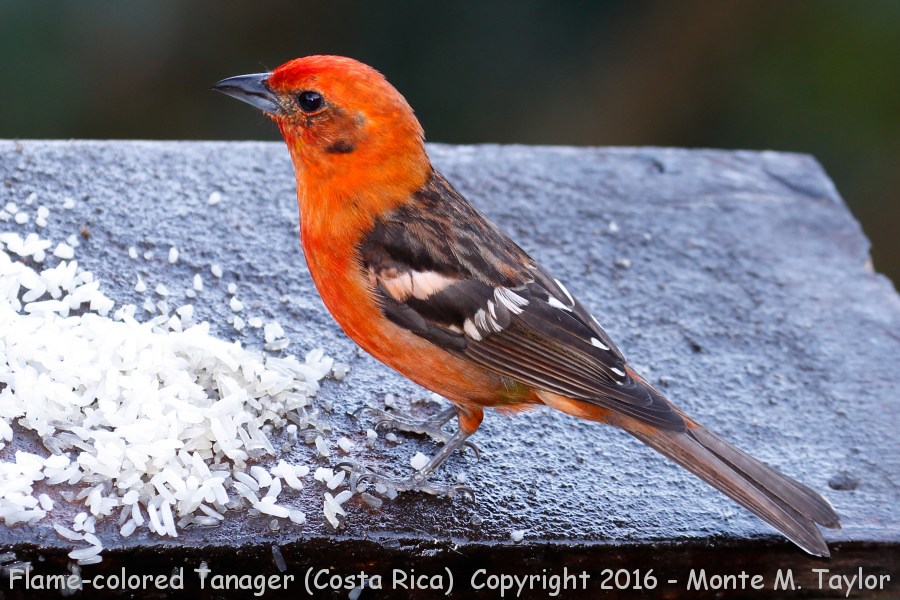Flame-colored Tanager -winter male- (Savegre, Costa Rica)