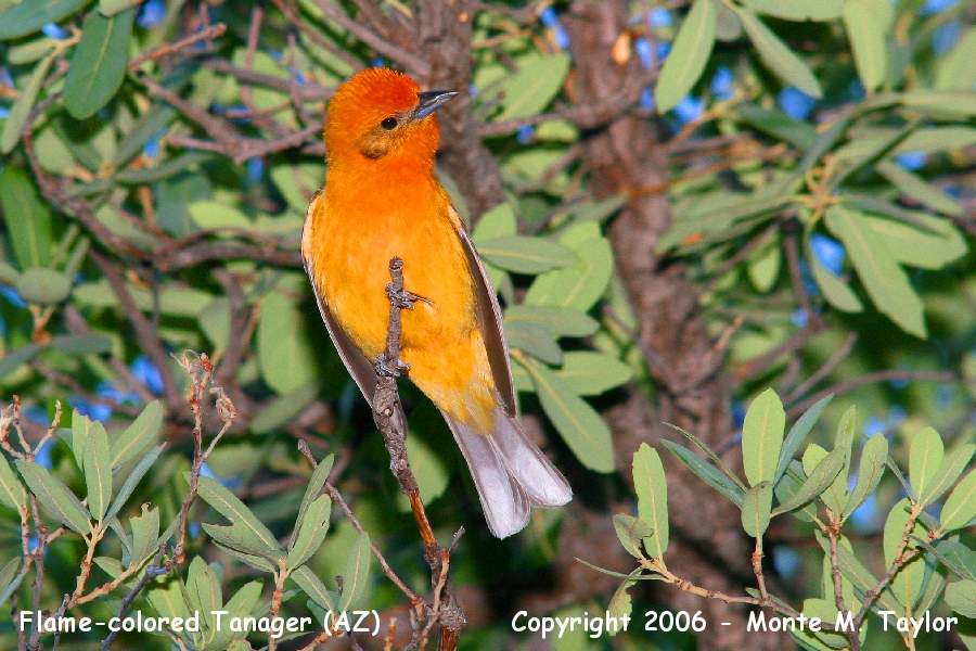 Flame-colored Tanager - (Arizona)