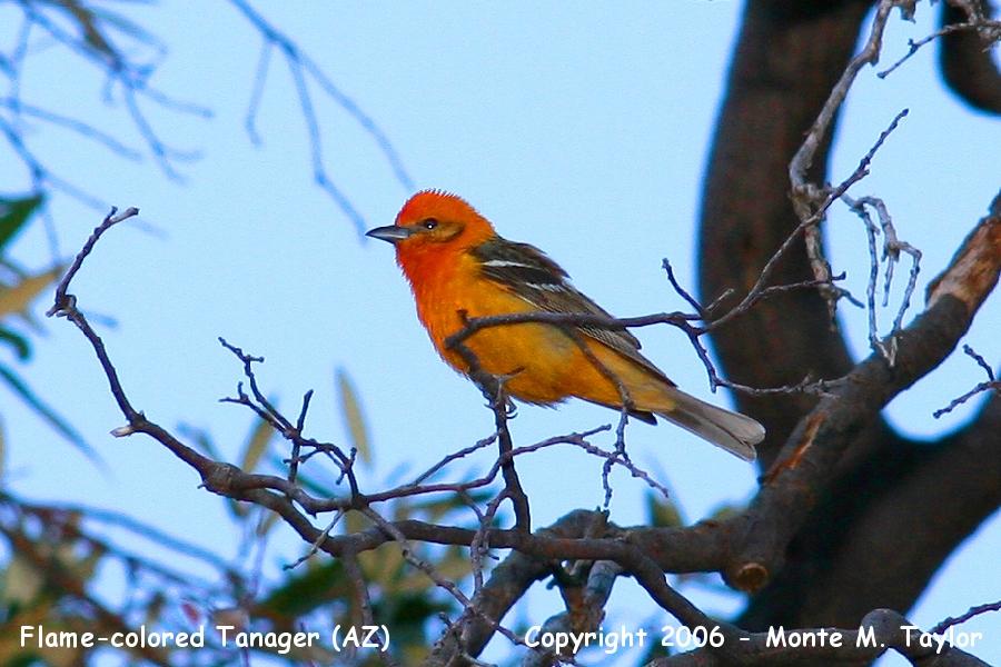 Flame-colored Tanager -spring- (Arizona)