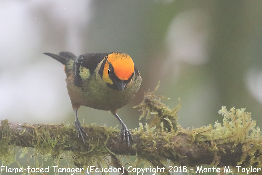Flame-faced Tanager -November- (Mashpi, Ecuador)