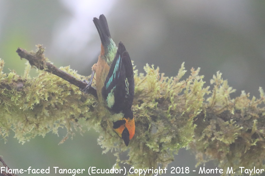 Flame-faced Tanager -November- (Mashpi, Ecuador)