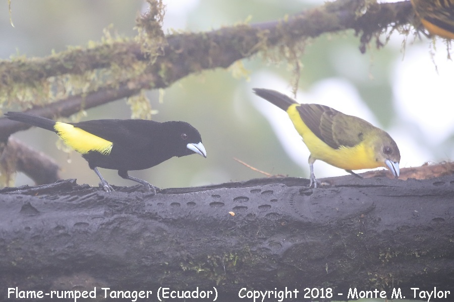 Flame-rumped Tanager -male & female- (Mashpi, Ecuador)