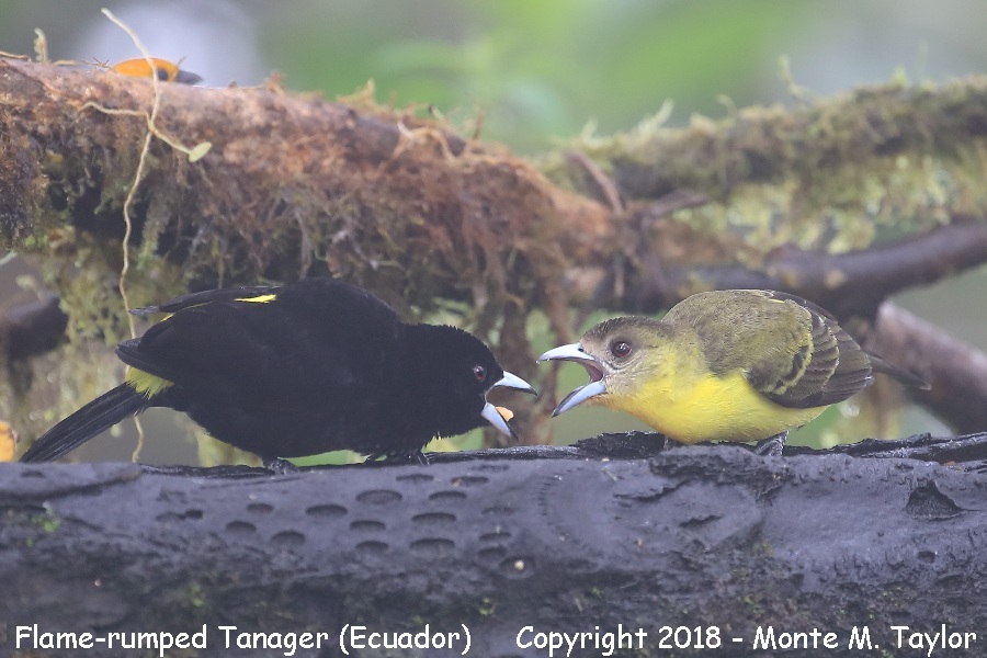 Flame-rumped Tanager -male & female- (Mashpi, Ecuador)