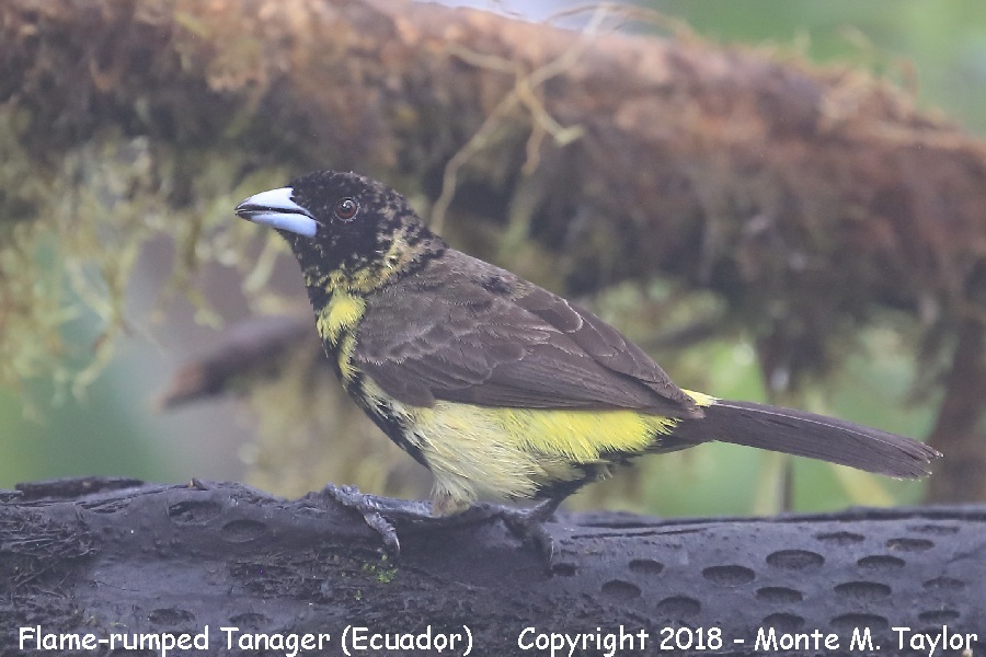 Flame-rumped Tanager -juvenal male- (Mashpi, Ecuador)