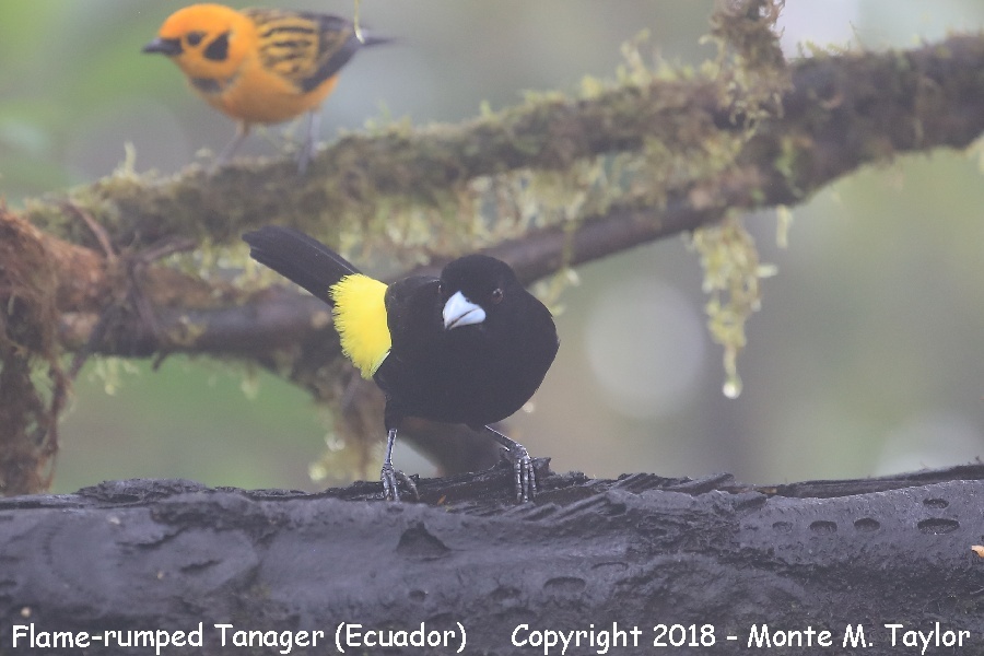 Flame-rumped Tanager -male- (Mashpi, Ecuador)