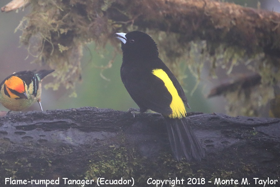Flame-rumped Tanager -male- (Mashpi, Ecuador)