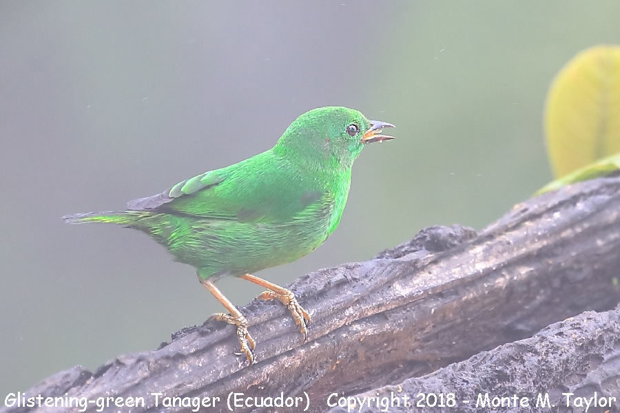 Glistening-green Tanager -juvenal- (Mashpi, Ecuador)
