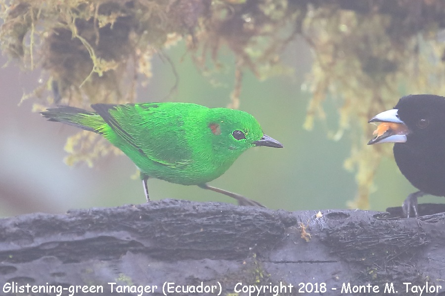 Glistening-green Tanager -male- (Mashpi, Ecuador)