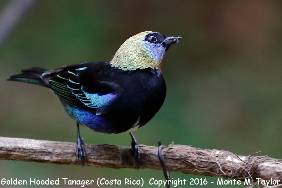 Golden-hooded Tanager -winter- (Selva Verde, Costa Rica)