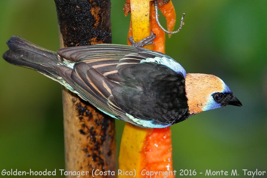 Golden-hooded Tanager -winter- (Selva Verde, Costa Rica)