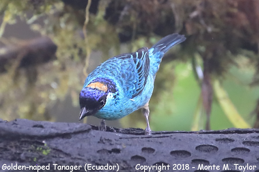 Golden-naped Tanager -female- (Mashpi, Ecuador)