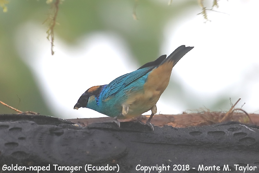 Golden-naped Tanager -female- (Mashpi, Ecuador)