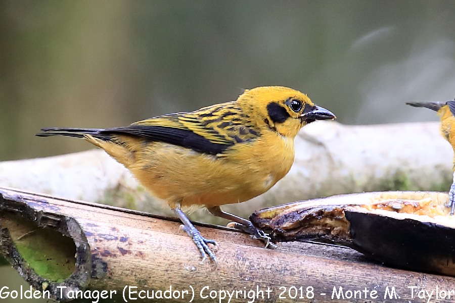 Golden Tanager -Juvenal- (Milpe, Ecuador)