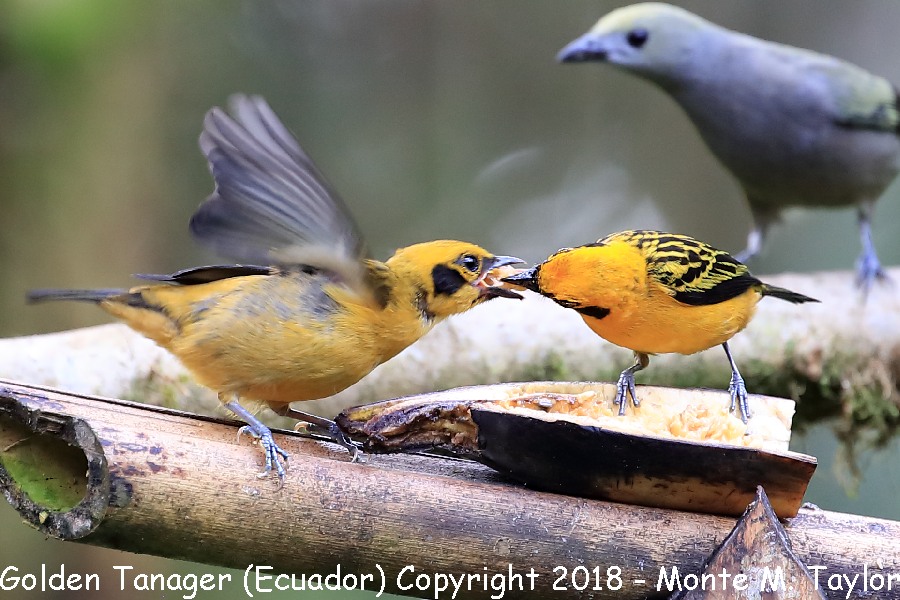 Golden Tanager -Juvenal & Adult- (Milpe, Ecuador)