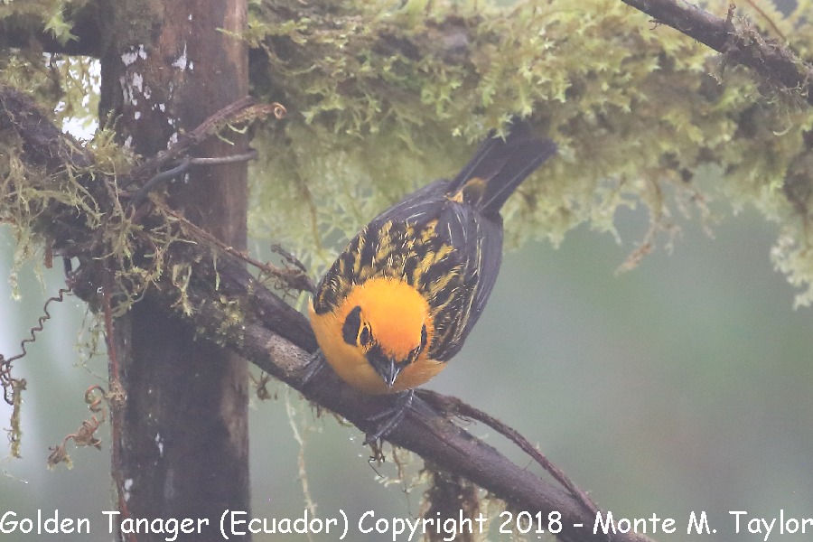 Golden Tanager -Adult- (Mashpi, Ecuador)
