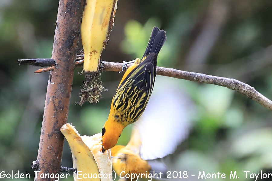 Golden Tanager -Adult- (Sachatamia, Ecuador)