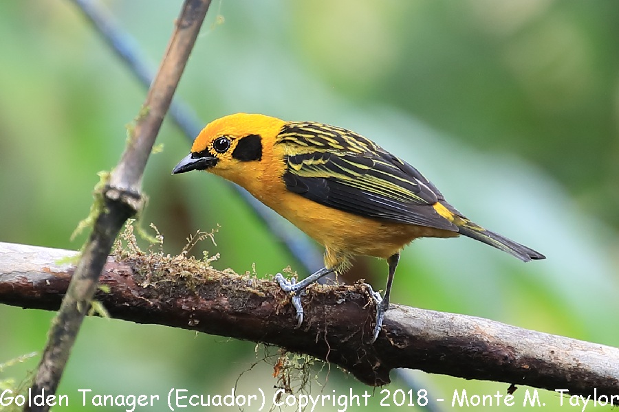 Golden Tanager -Adult- (San Tadeo, Ecuador)
