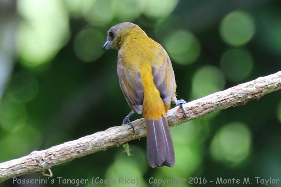Scarlet-rumped Tanager -winter female- (Selva Verde, Costa Rica)
