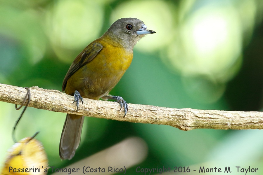 Scarlet-rumped Tanager -winter female- (Selva Verde, Costa Rica)
