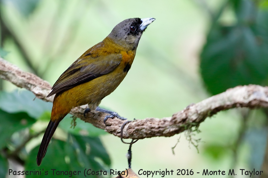 Scarlet-rumped Tanager -winter juvenal male- (Selva Verde, Costa Rica)