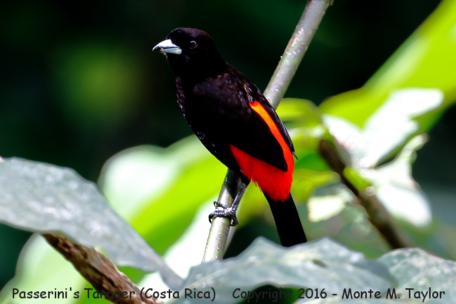 Scarlet-rumped Tanager -winter male- (Selva Verde, Costa Rica)