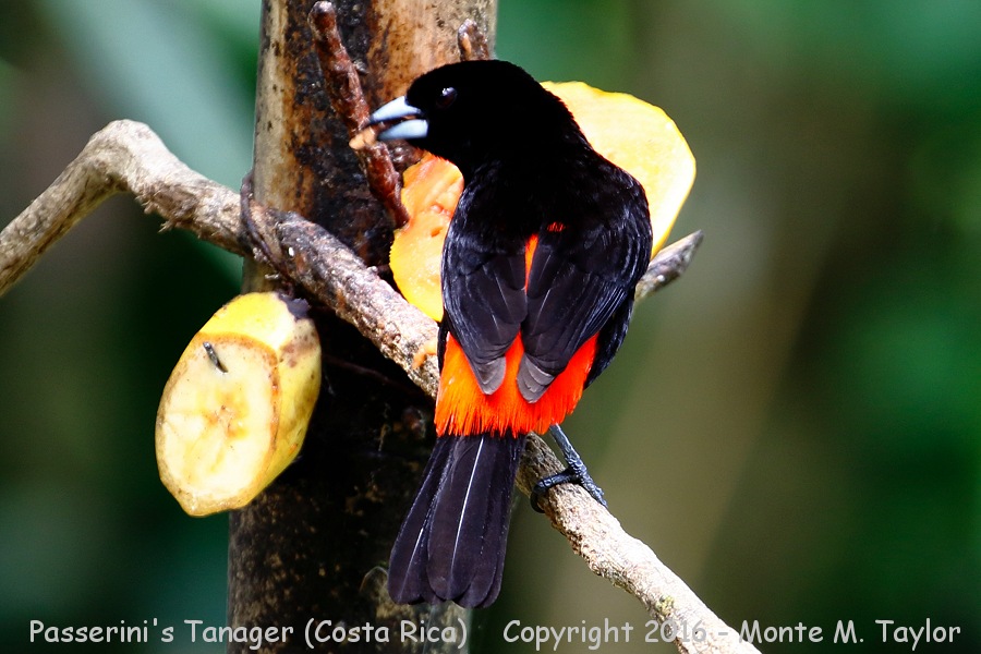 Scarlet-rumped Tanager -winter male- (Selva Verde, Costa Rica)