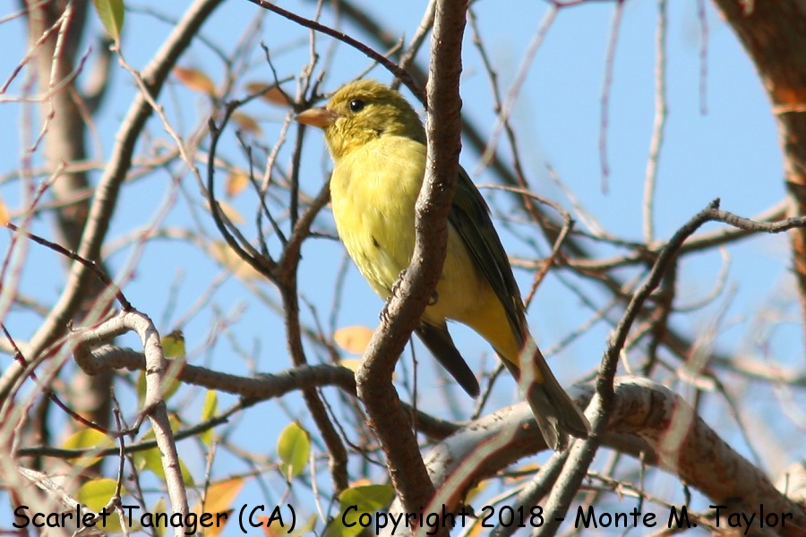 Scarlet Tanager -fall female- (California)