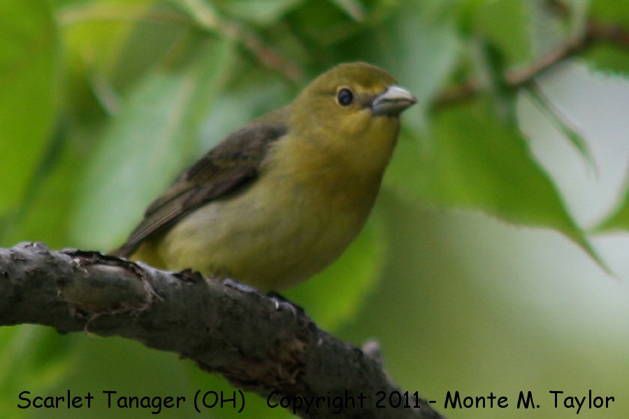 Scarlet Tanager -spring female- (Ohio)