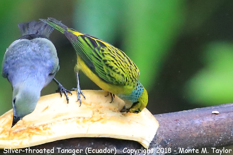 Silver-throated Tanager -winter male- (Milpe, Ecuador)