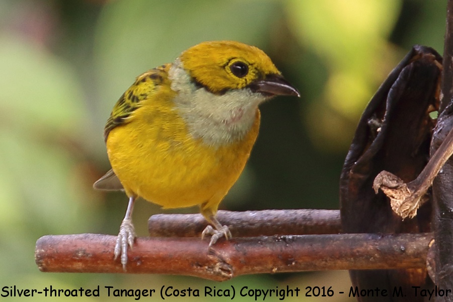 Silver-throated Tanager -winter female- (Savegre, Costa Rica)