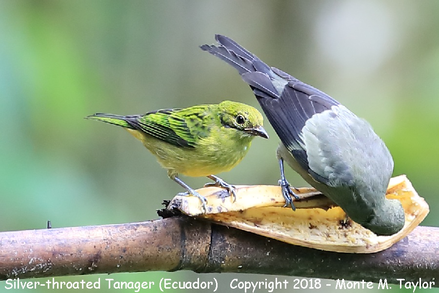 Silver-throated Tanager -juvenal- (Milpe, Ecuador)