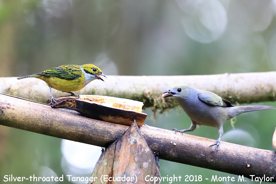 Silver-throated Tanager -male- (Milpe, Ecuador)