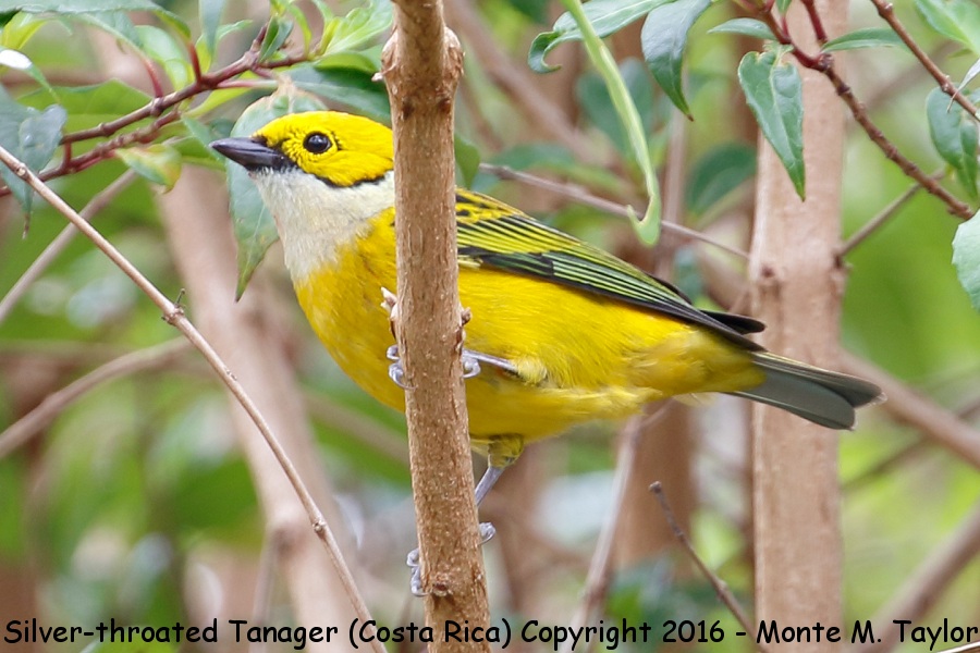 Silver-throated Tanager -winter male- (Savegre, Costa Rica)