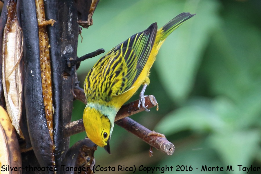 Silver-throated Tanager -winter male- (Savegre, Costa Rica)