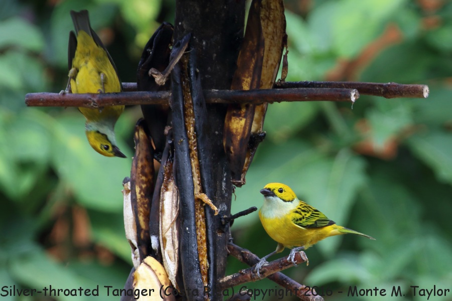 Silver-throated Tanager -winter male and female- (Savegre, Costa Rica)