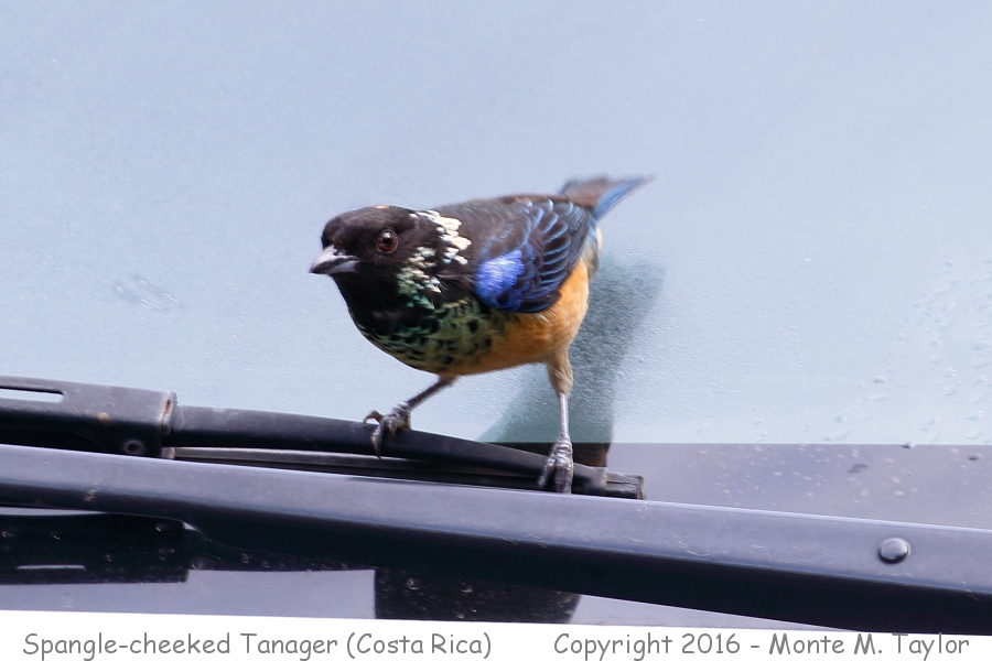 Spangle-cheeked Tanager -winter- (Savegre, Costa Rica)