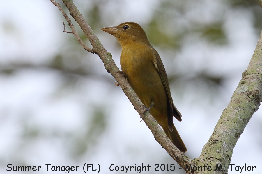Summer Tanager -fall male- (Florida)