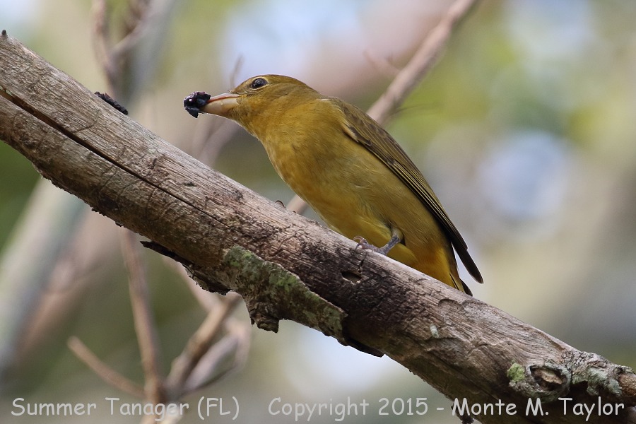 Summer Tanager -fall male- (Florida)